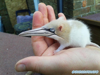 Illustration for article titled Yikes, these animal hybrids are so hilariously terrifying